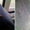 Greyhound Ride From Hell: "All Of A Sudden The Roaches Came Out Of Nowhere"